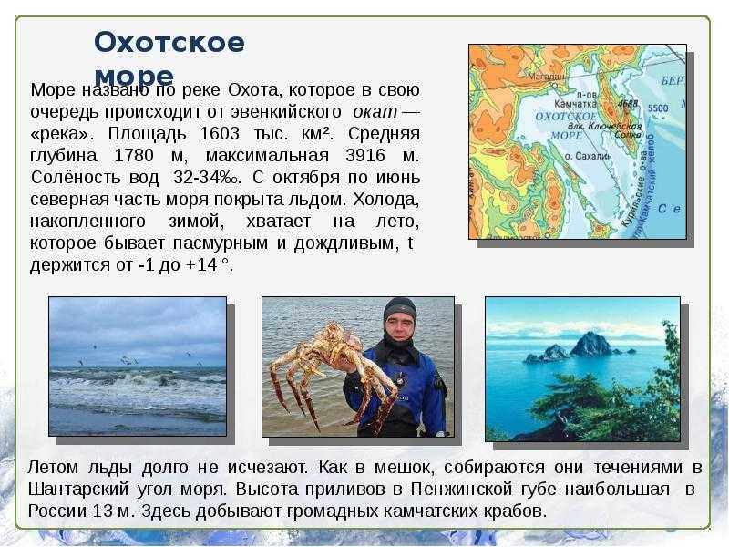 Магаданские ученые объяснили, почему на берег охотского моря выбросило моллюсков