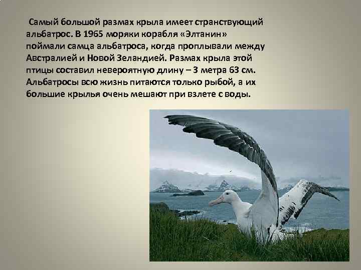 Где обитает в природе белоспинный альбатрос? описание и фото птицы