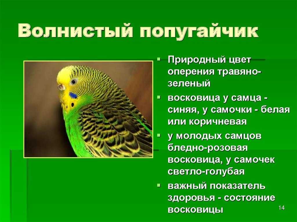 Текст описание про попугая. Информация о волнистых попугаях. Описание попугая. Сообщение о волнистом попугае. Сообщение о волнистых попугайчиках.