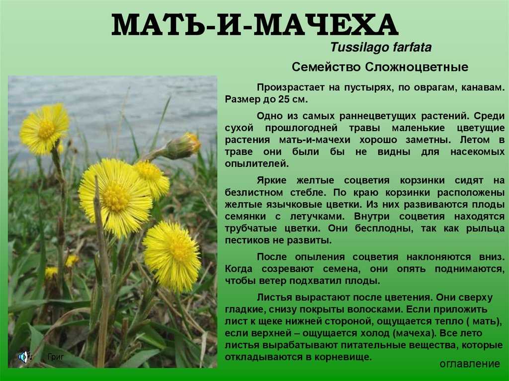 Мать и мачеха картинка с описанием