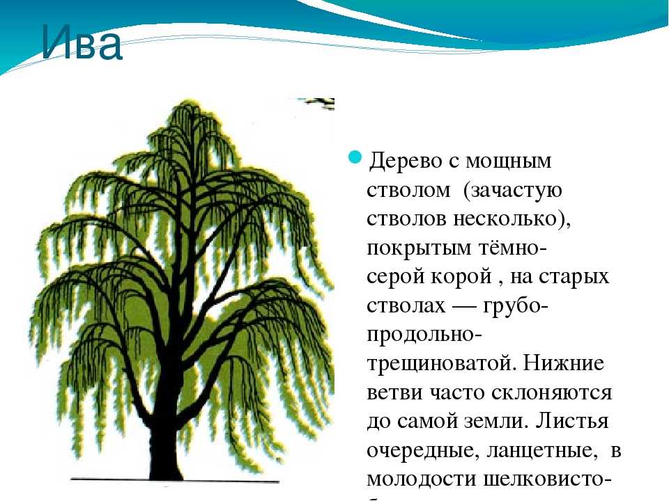 Ива описание. Ива описание для детей. Ива дерево описание. Ива дерево описание для детей. Сообщение о дереве Ива.