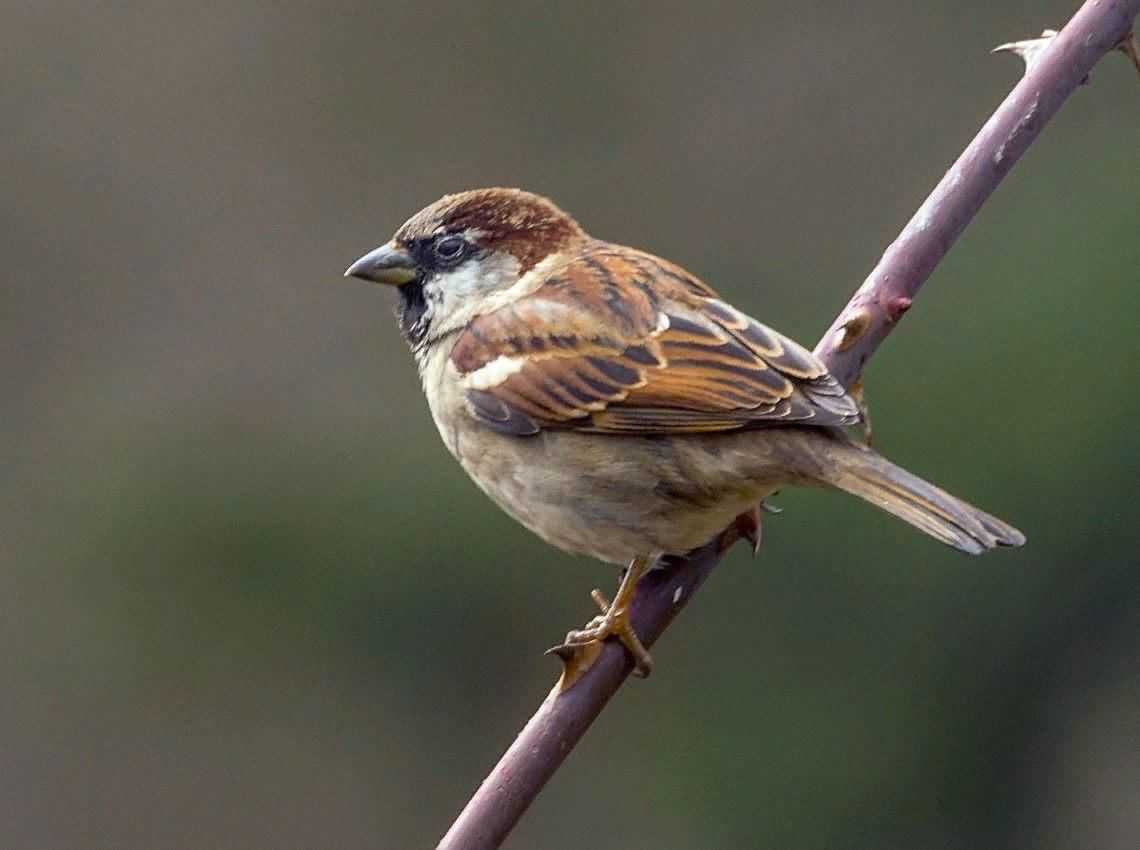 Воробей лет. Воробей домовый passer domesticus. Домовый Воробей (лат. Passer domesticus). Домовой Воробей птица. Passer domesticus (l.) - домовый Воробей.