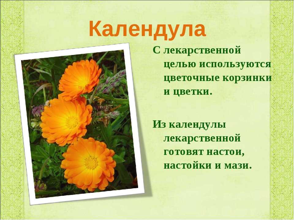 Картинка календула для детей в детском саду