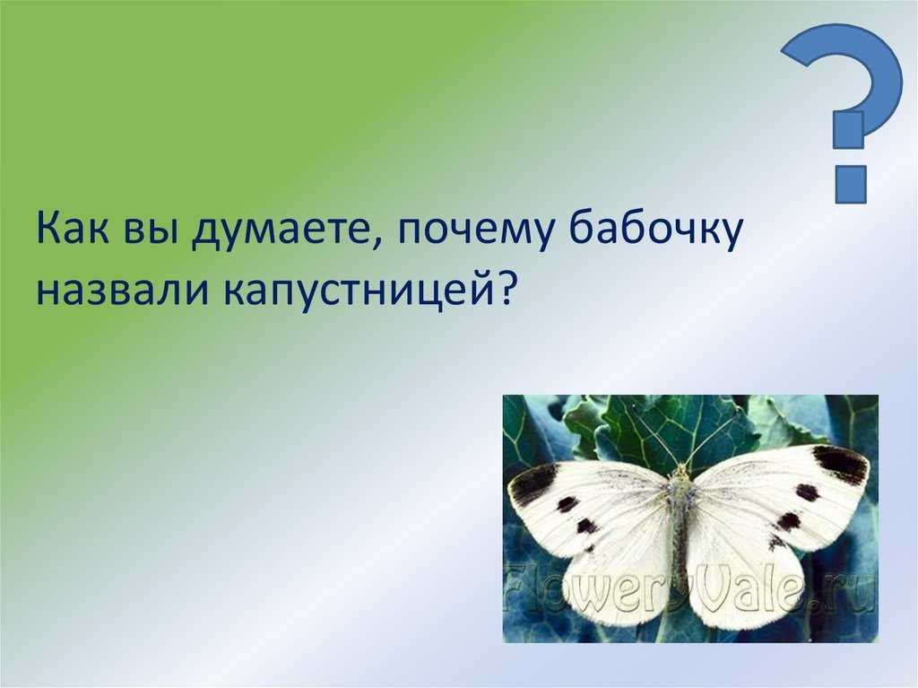 Развитие бабочки капустницы