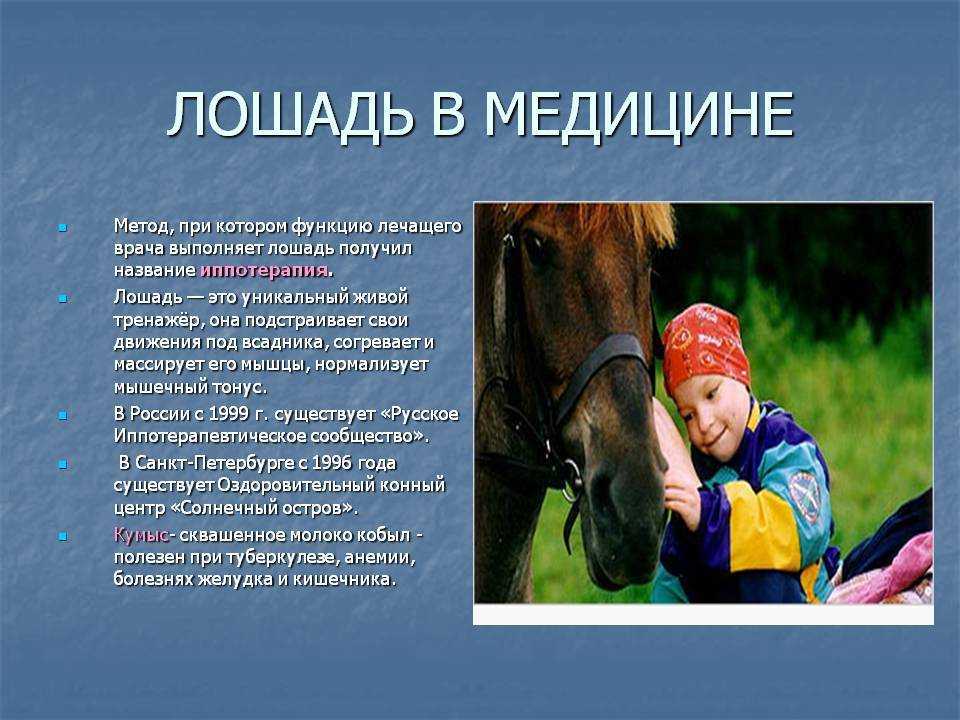 Интересные факты о лошадях: внешность, аура, помощь человеку