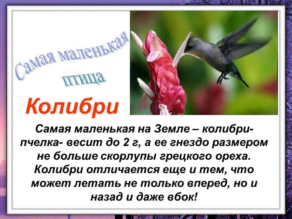 Птицы 9 класс. Интересные факты о Колибри. Интересные факты о птицах. Презентация удивительные птицы. Интересные факты о Колибри для детей.