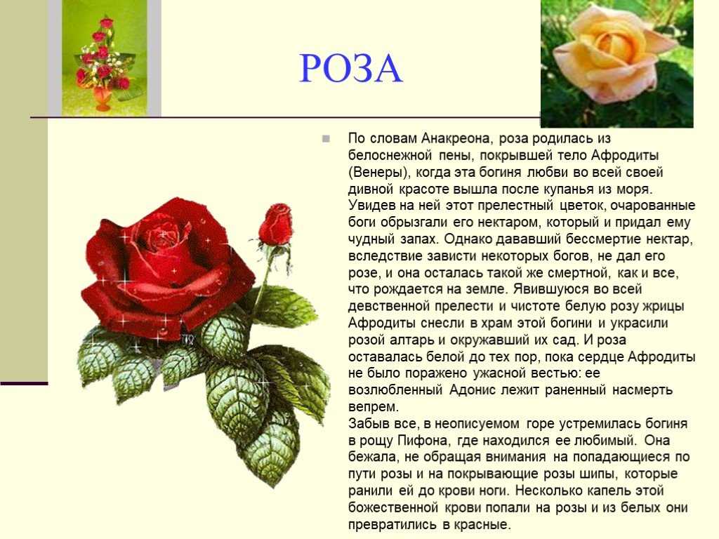 Описание растения роза 3 класс
