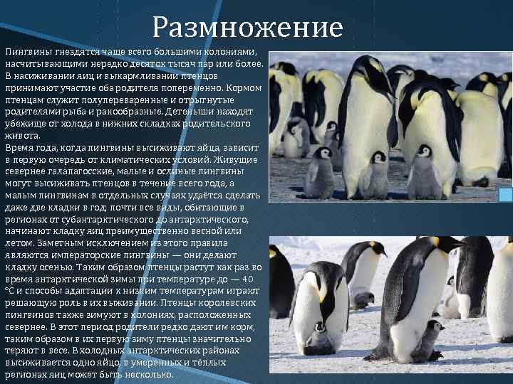Сведения о пингвинах. Форма тела пингвина. Какой тип развития характерен для субантарктического пингвина