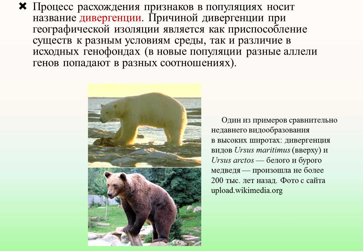 Эта среда носит название. Процесс расхождения признаков. Популяция бурых медведей. Популяции бурового медведя названия. Признаки популяции.