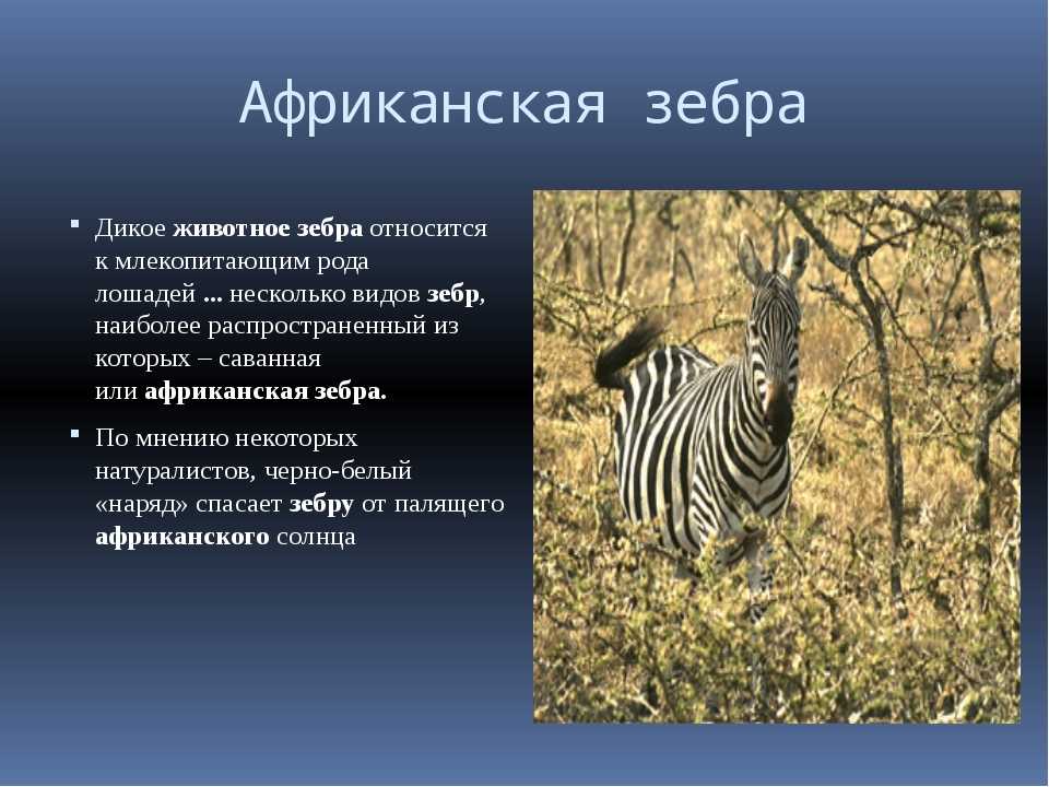 Доклад животные африки. Сообщение о зебре. Зебра описание. Презентация на тему Зебра. Зебра для презентации.