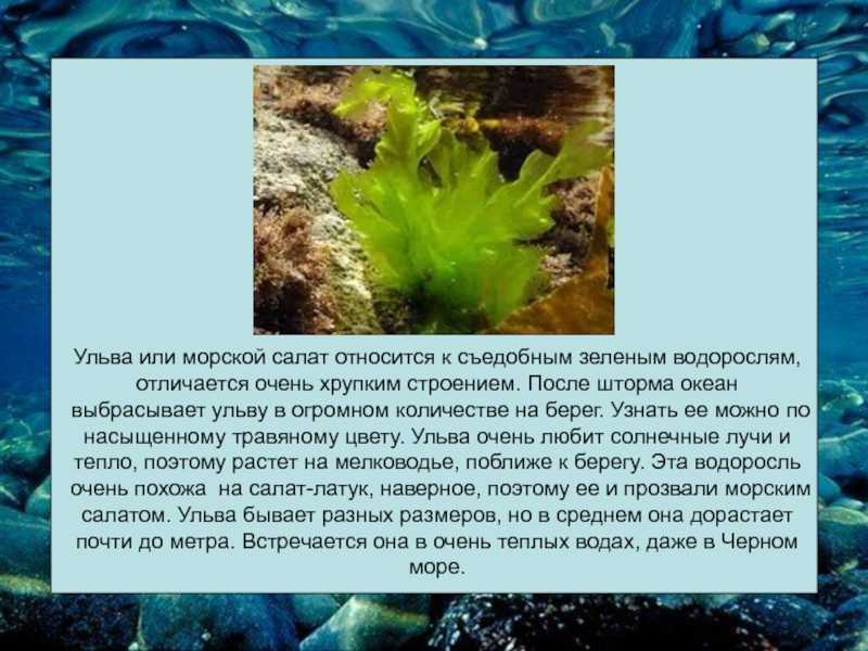 Съедобные водоросли черного моря фото и названия