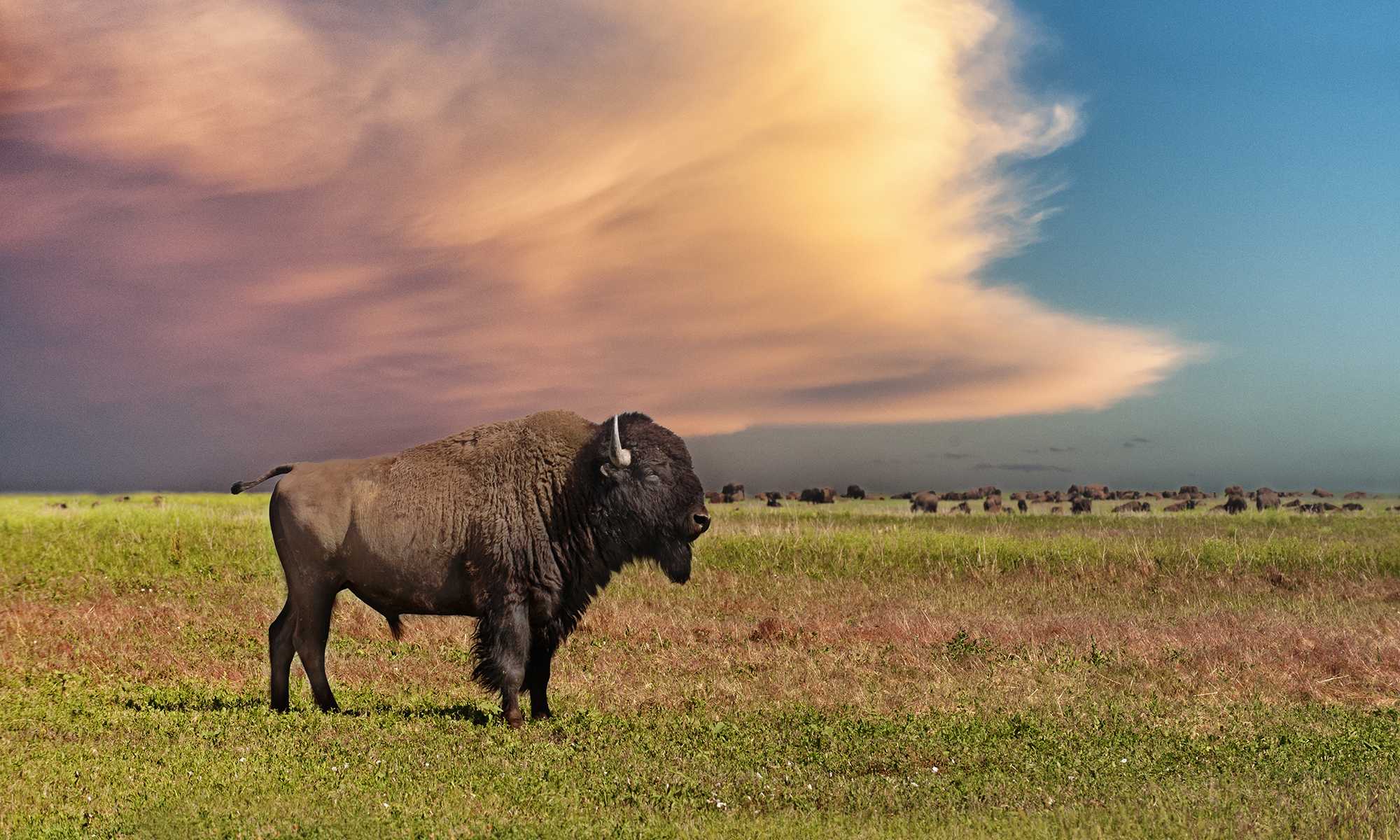 Бизон картинка. Бизоны в Северной Америке. Американский Степной Бизон. Животные Северной Америки Бизон. Бизон (Bison Bison).