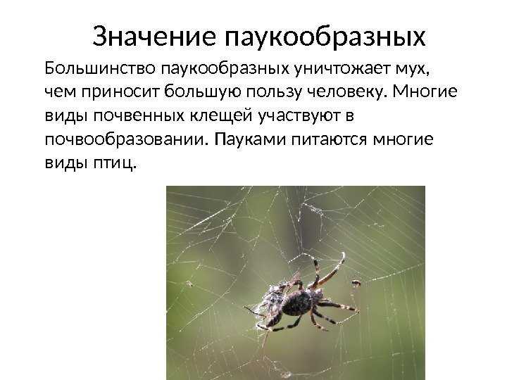 Признаки типа паукообразные. Роль паукообразных в природе. Значение паукообразных. Роль паукообразных в жизни человека. Роль паукообразных в природе и в жизни человека.
