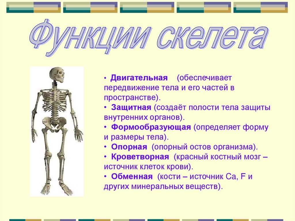Костная система выполняет в организме функцию. Опорно двигательная система скелет человека анатомия. Биология 8 класс тема кости скелета. Кости скелета строение скелета 8 класс биология. Биология 8 класс строение скелета тема.