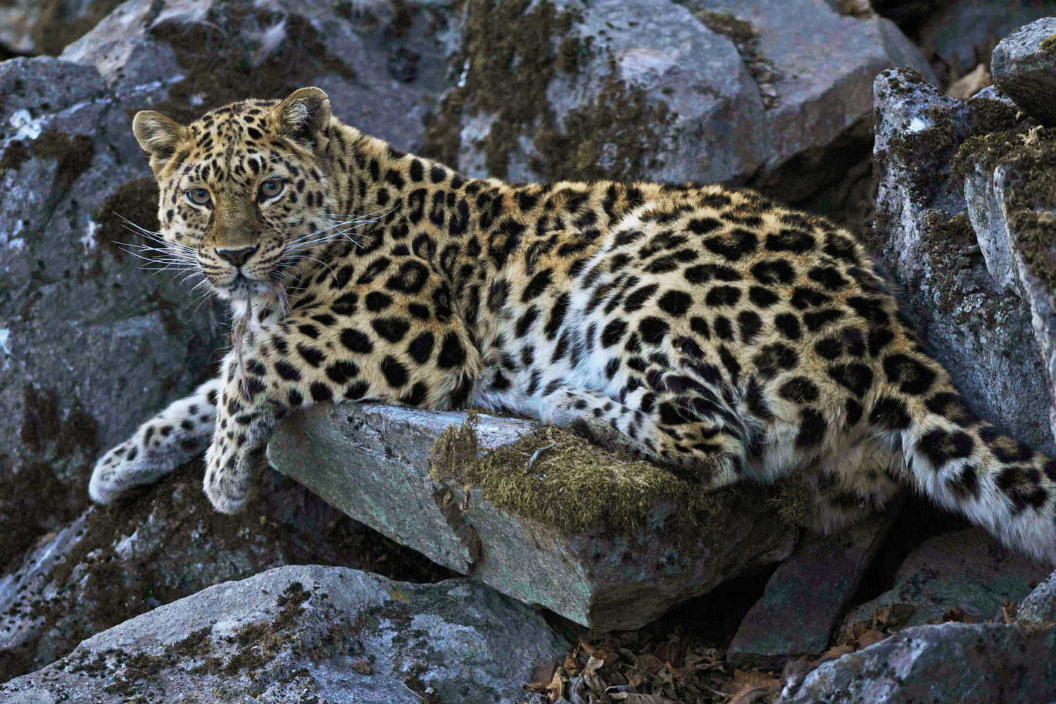 Дальневосточный Приамурский леопард