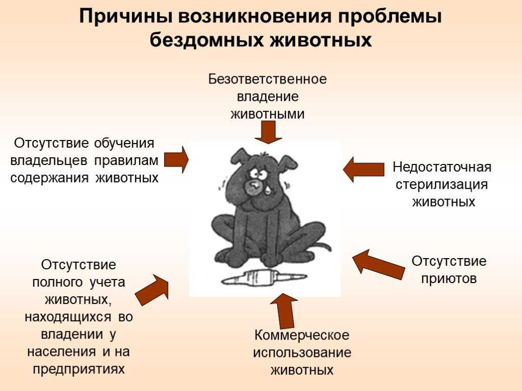 Проект на тему бездомные собаки в городе