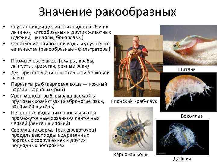 Класс ракообразные презентация