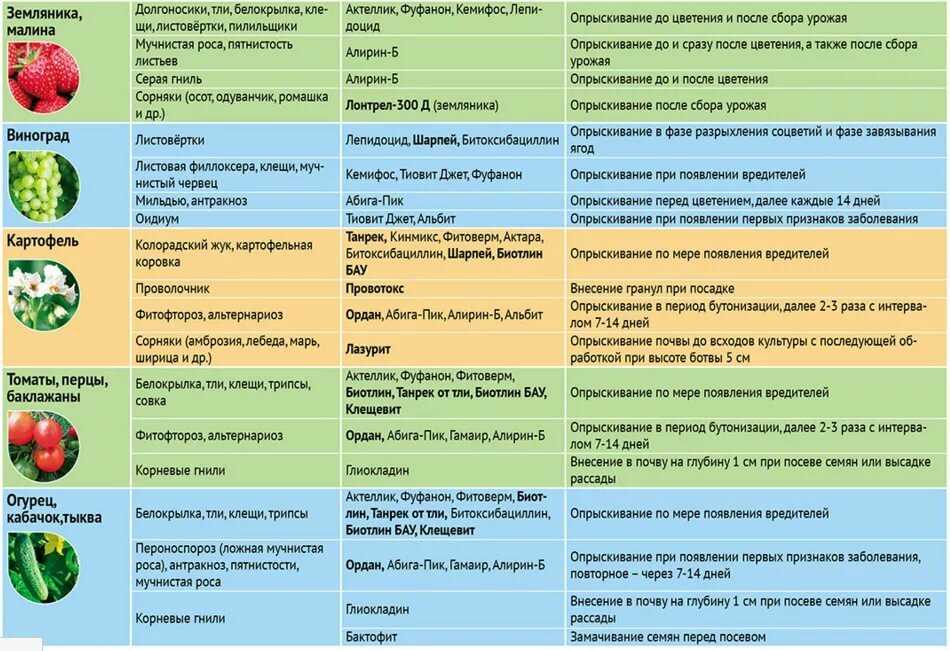 Облепиха — посадка и уход, правила, тонкости, выбор сорта