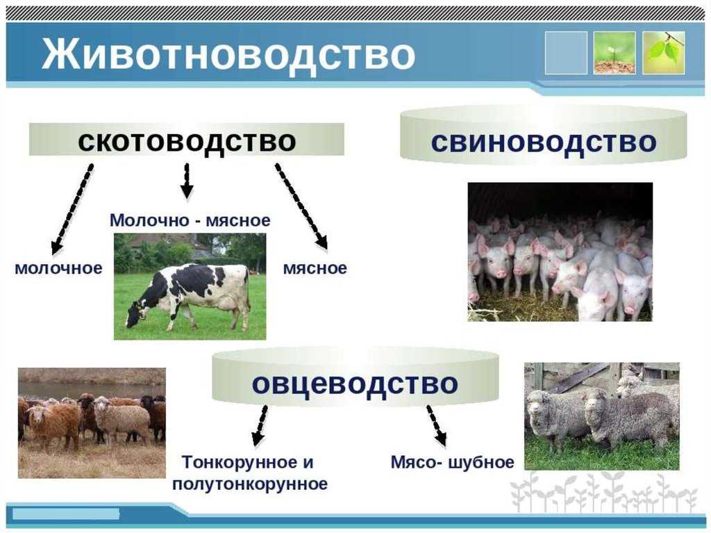 Презентация на тему животноводство география 8 класс