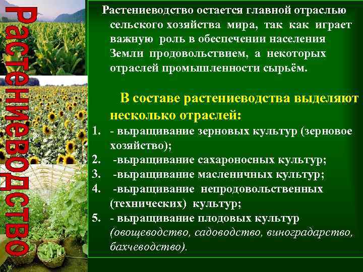 Дайте характеристику отрасли растениеводства по выбору по плану значение и место