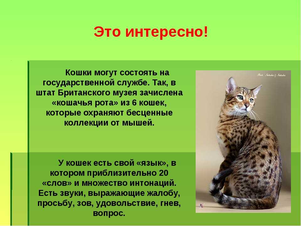 Презентация про кошек 5 класс