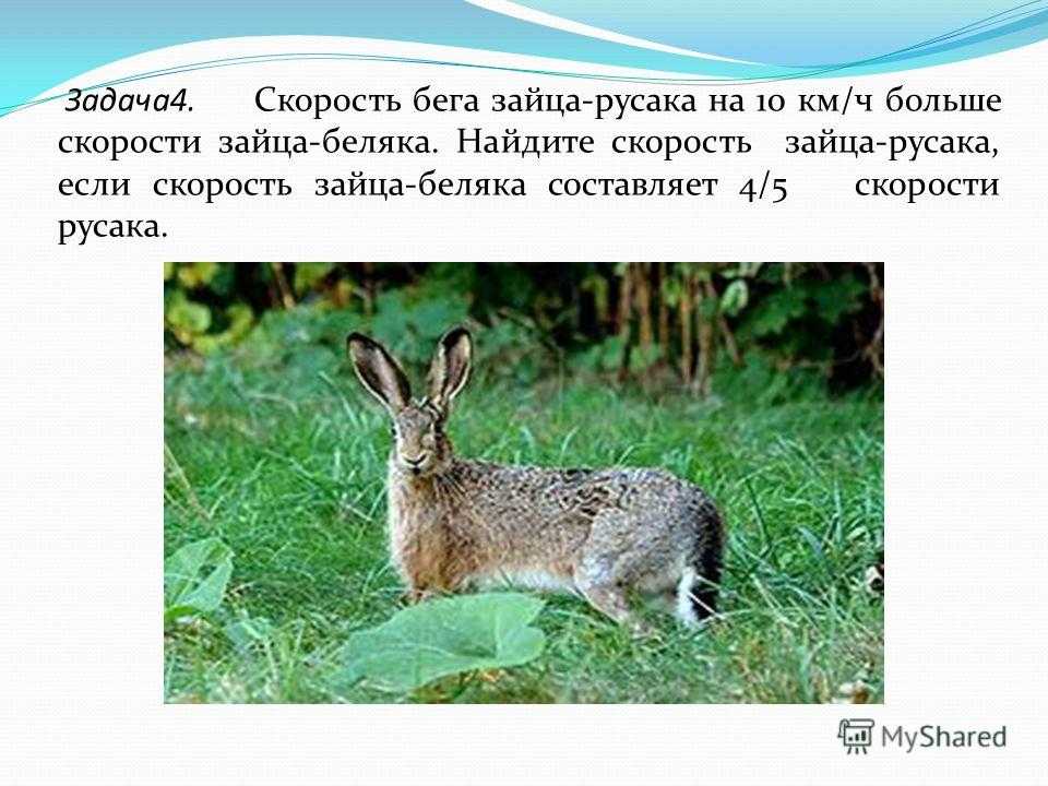 Заяц беляк - описание, питание и среда обитания животного