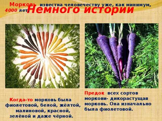 Морковь группа растений. Дикорастущий предок моркови. Морковь в древности. Морковка культурное растение. Предки культурных растений морковь.