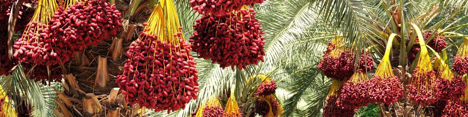 Финик: пальма первенства