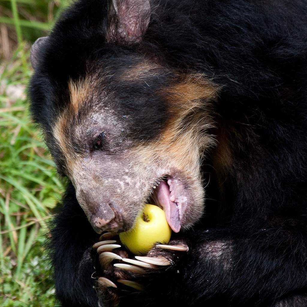 Очковый медведь ест