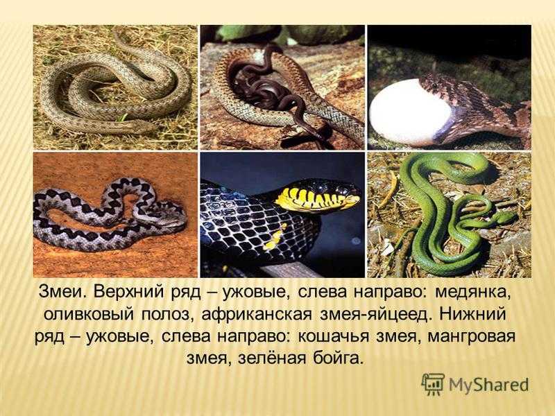 Примеры змейка. Змеи это рептилии или пресмыкающиеся. Чешуйчатые змеи пресмыкающиеся. Полоз пресмыкающееся или земноводное. Змеи отряд пресмыкающихся класс.