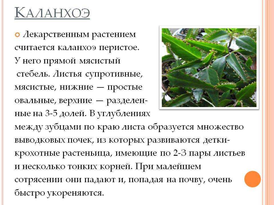 Опишите особенности растений каланхоэ. Каланхоэ лекарственное растение. Каланхоэ описание растения. Каланхоэ цветок описание.