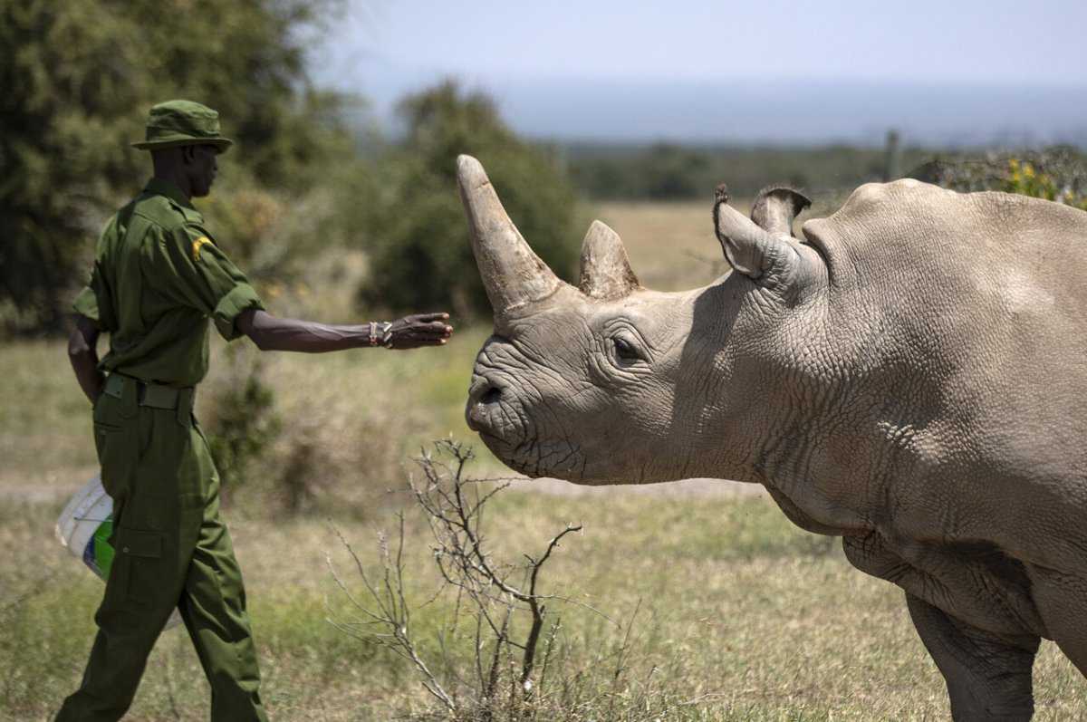Бурый и белый шерстистый носорог — описание и образ жизни
