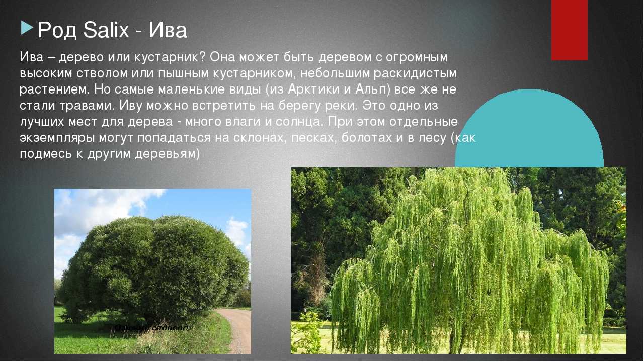 Ива описание. Род Ива (Salix). Ива дерево описание. Ива описание для детей 1 класса. Ива краткая информация.