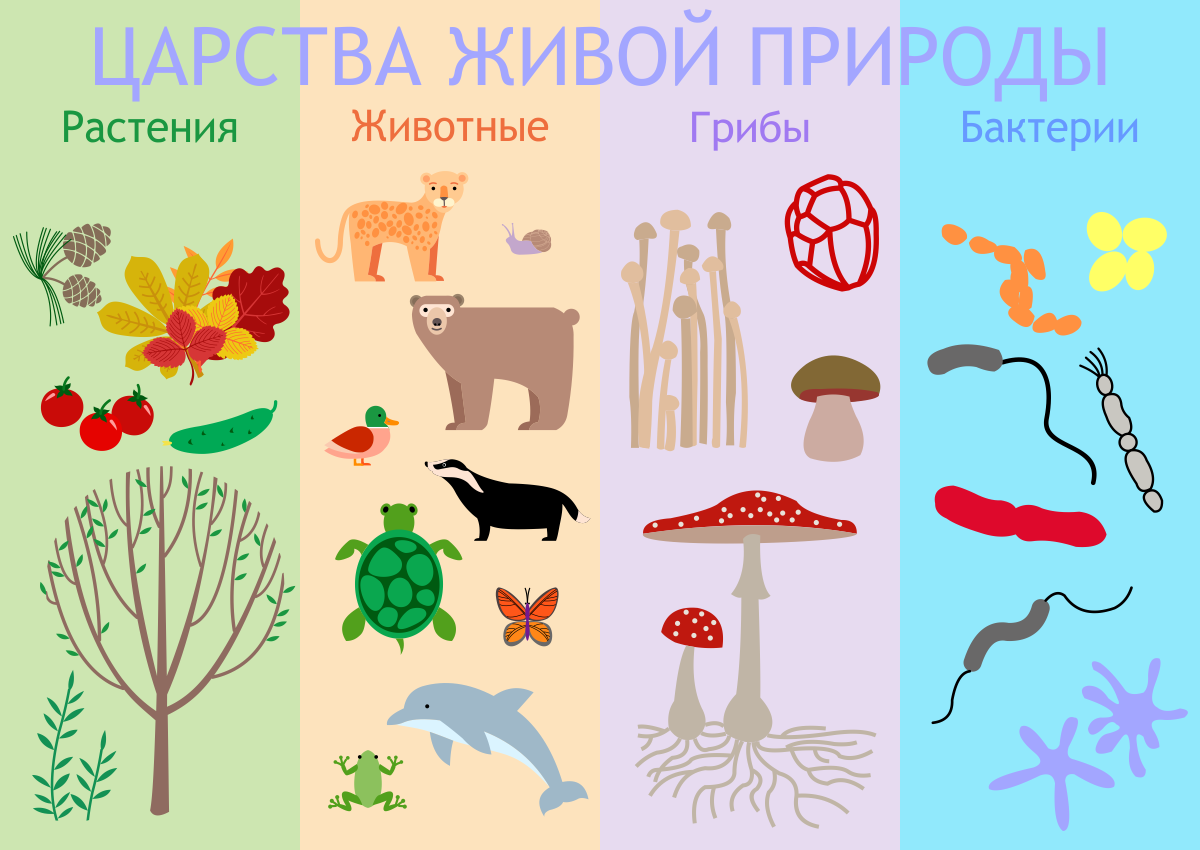 Обозначь рисунок на котором представлен представитель царства животные