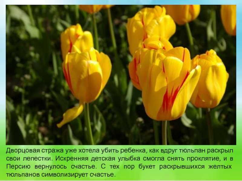 Стихи про тюльпаны и весну. Легенды и поверья о тюльпанах. Тюльпан дель Пьеро. Тюльпан САТУРНЕС.