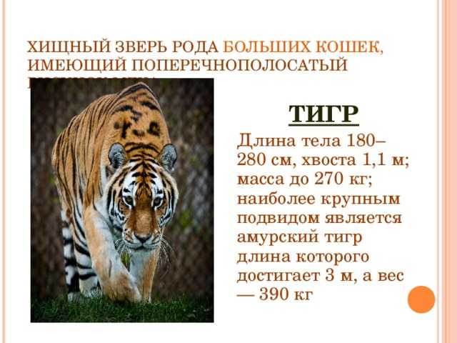 Топ-10 самых больших видов тигров в мире