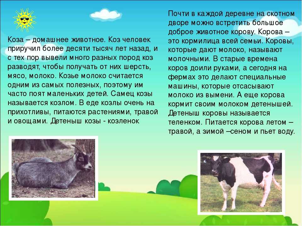 Корова доклад 3 класс окружающий мир. Сообщение о домашних животных. Описание домашних живот. Рассказать про домашних животные. Рассказ об тамошних животных.