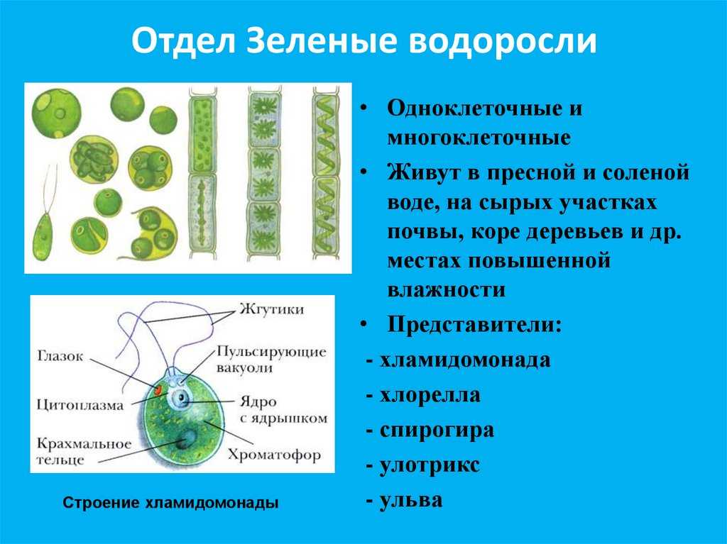 Водоросли общая характеристика презентация