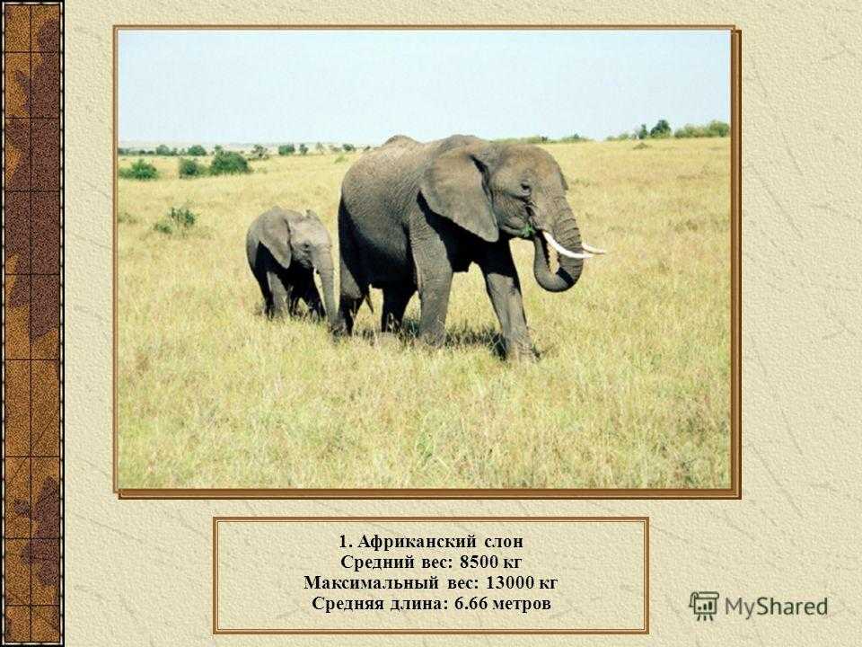 Сколько слонов в мире. Вес слона. Масса африканского слона. Слон весит. Максимальная масса слона.