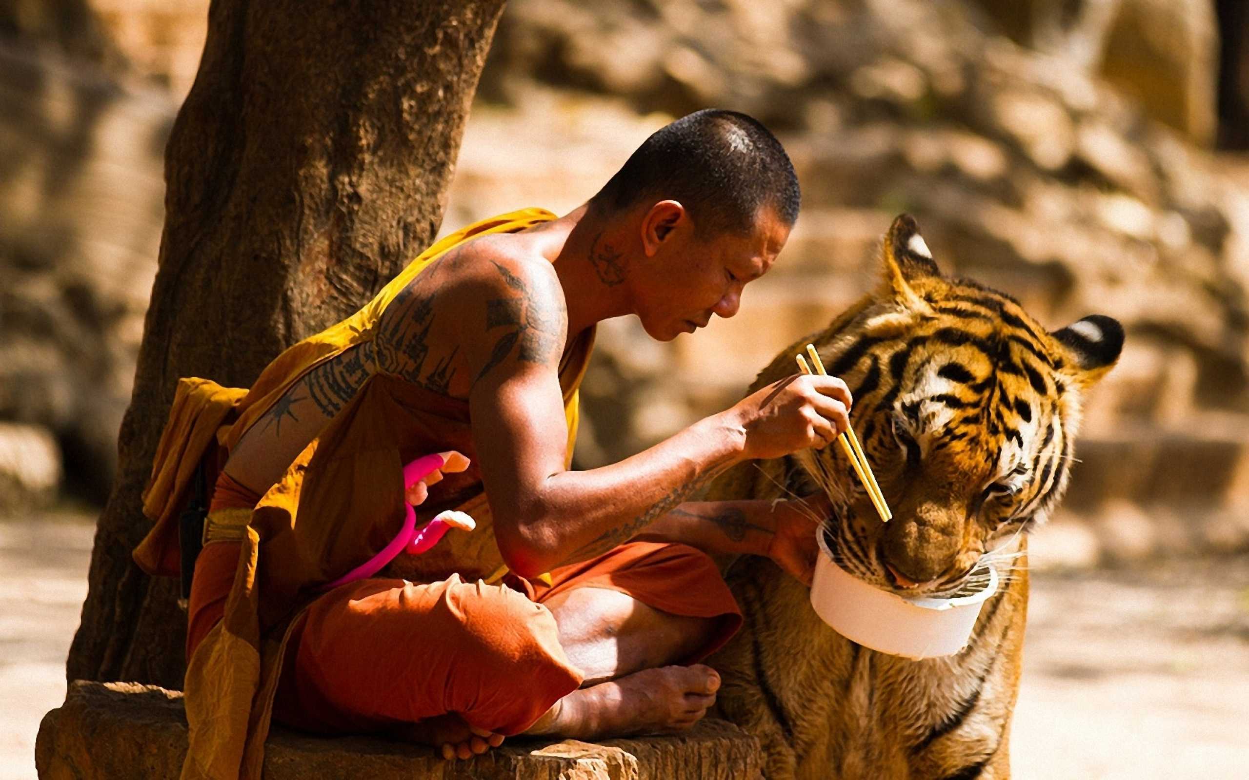 Каких животных человек. Тигриный монастырь Таиланд. Тибетские монахи с тиграми. Монах и тигр. Храм тигров в Канчанабури.