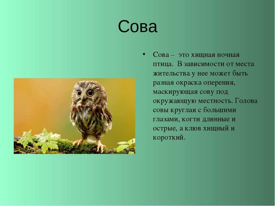 Сова описание