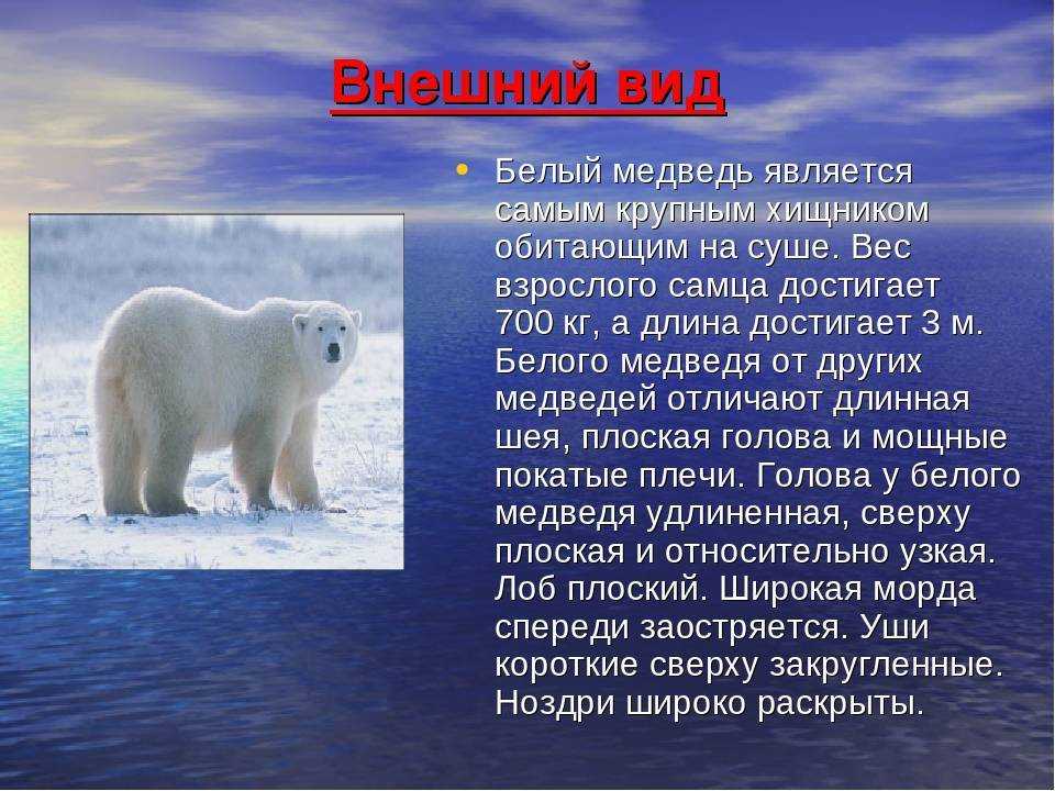 Белый медведь где обитает на каком. Доклад про белого медведя. Информация о белом медведе. Сообщение о белом медведе. Рассказ о белом медведе.