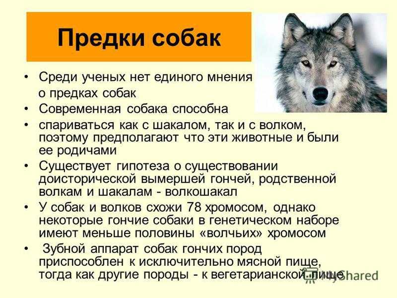 Согласно последних данных предками собак были. Предки собак. Волк предок домашней собаки. История происхождения собак.