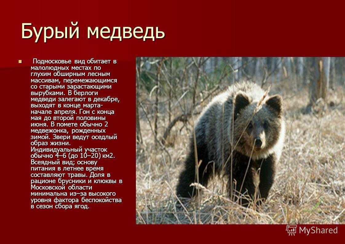 Какие животные занесены в красную книгу московской. Бурый медведь красная книга. Животные красной книги Подмосковья. Животные красной книги медведь. Медведь занесен в красную книгу.