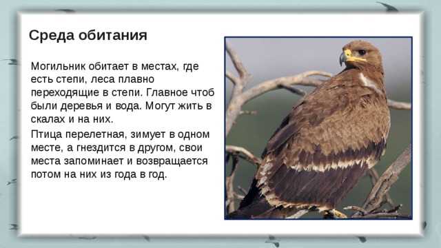 Среда обитания орла биология