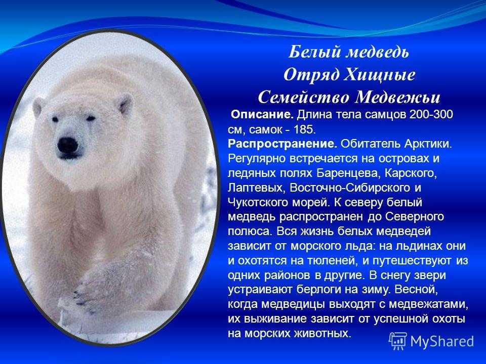 25 интересных фактов о белых медведях