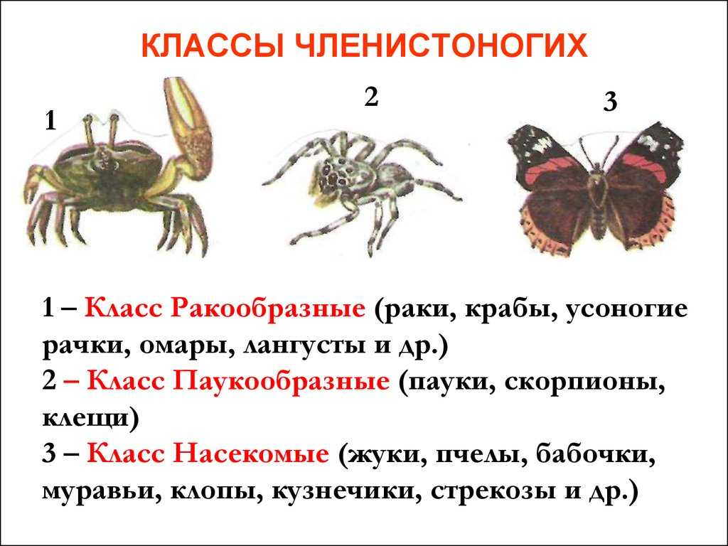 К какому классу членистоногих относится представленное на фотографии животное