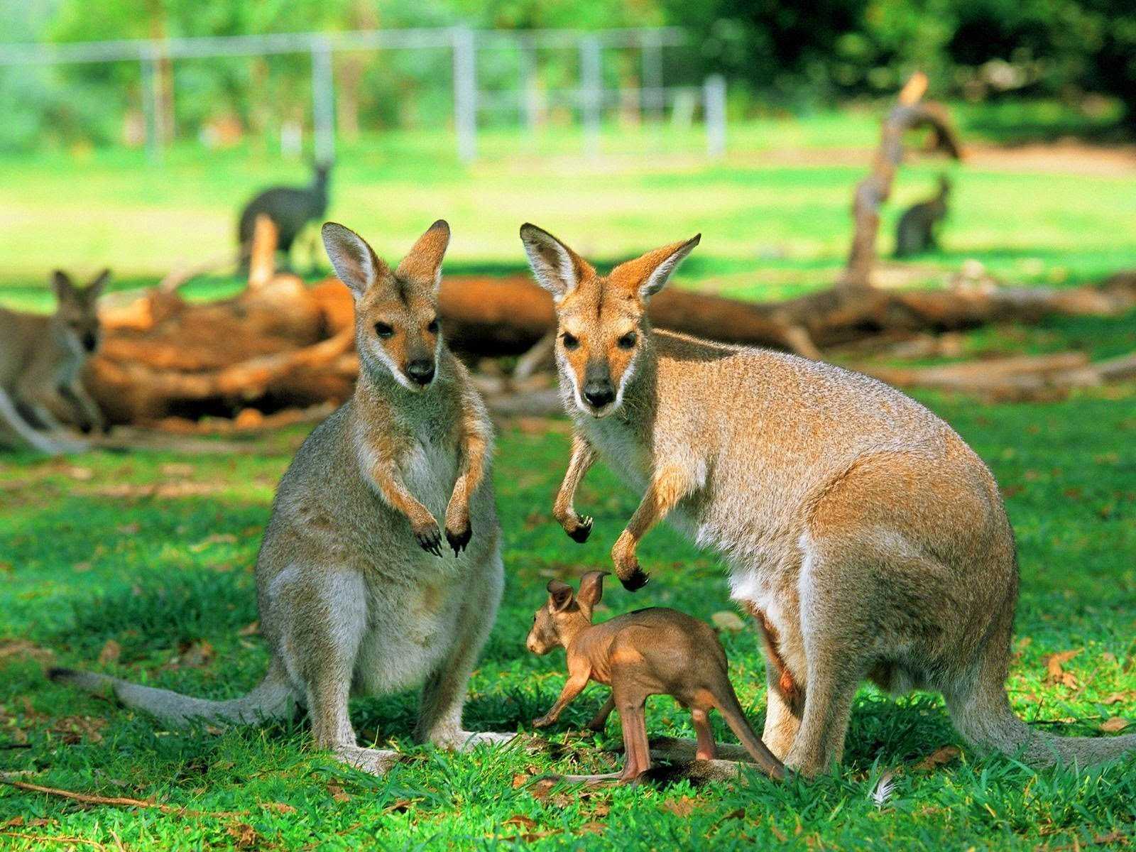 Диких животных класс. Кенгуру в Австралии. Кенгуру животное Австралии. Рыжий кенгуру Австралии. Материк Австралия кенгуру.