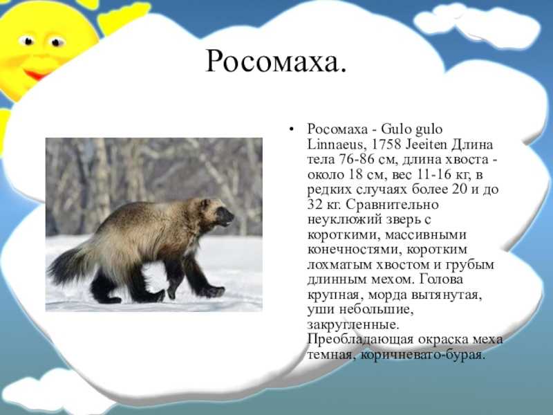 Где живет росомаха. Росомаха описание животного. Росомаха доклад. Сообщение о Росомахе. Росомаха животное сообщение.