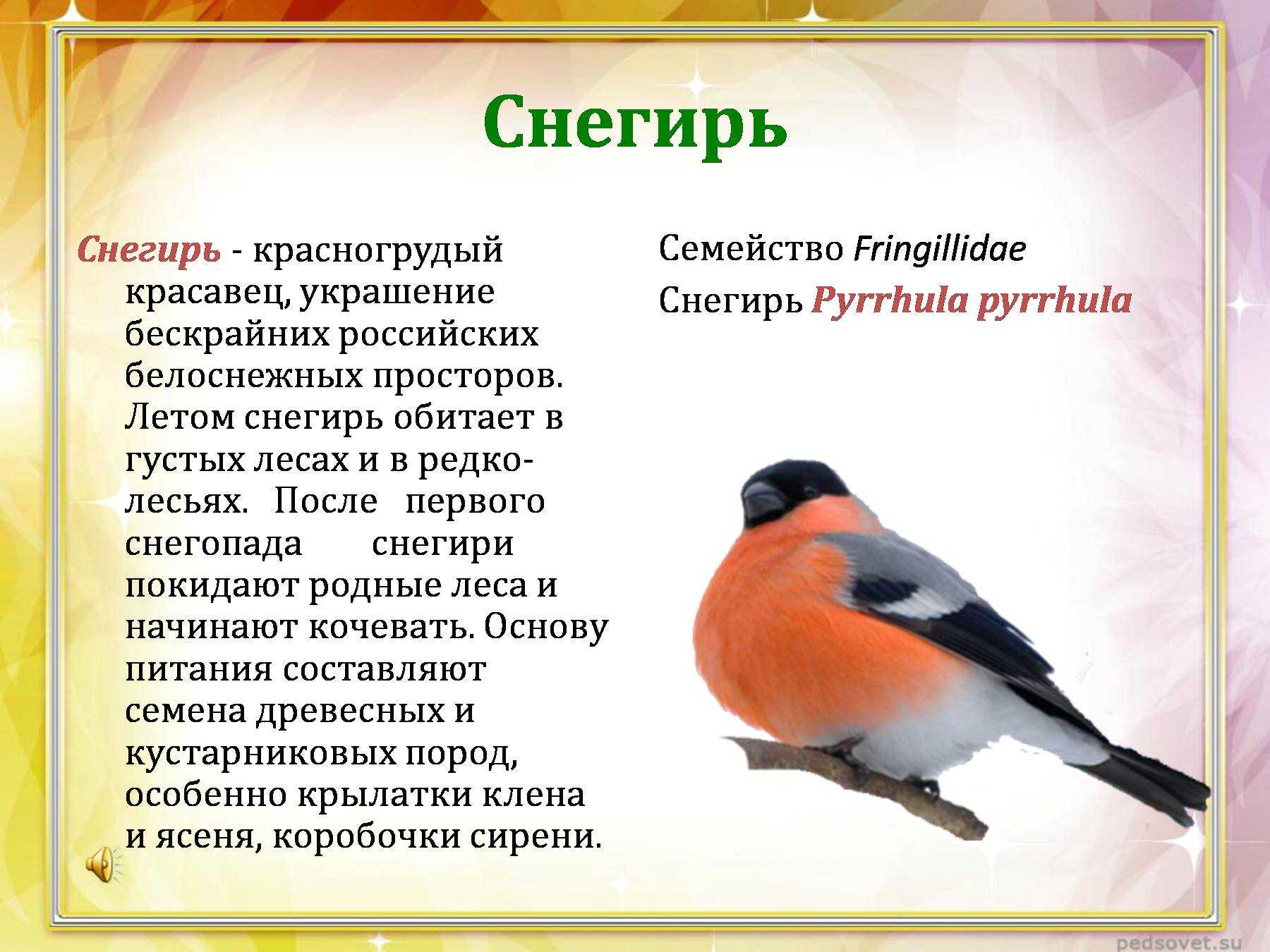 Как пишется снегирь. Снегирь птица описание. Описание снегиря. Снегирь описание для детей. Характеристика снегиря.